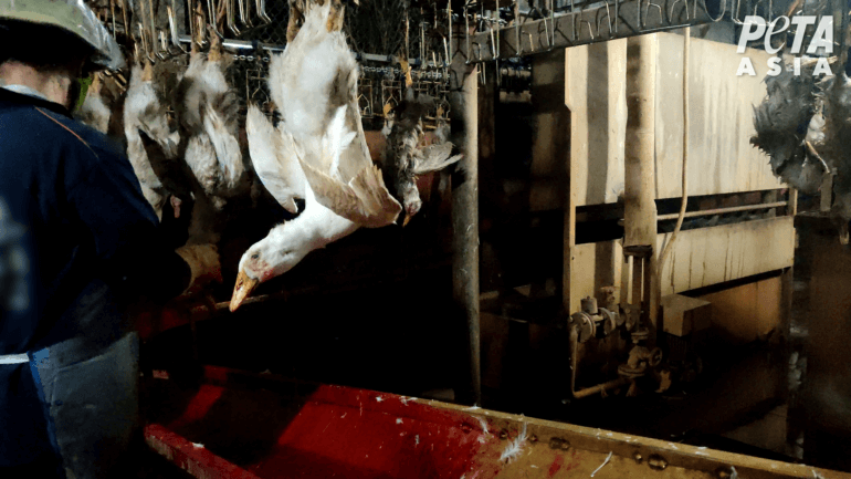 Ducks in shackles at slaughterhouse 04 Vietnam down investigation
