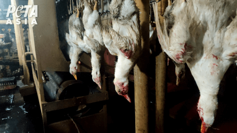 Ducks in shackles at slaughterhouse 07 Vietnam down investigation