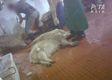 Gentle Goats Cut Up for Mohair and Cashmere – Tell H&M to Stop Supporting This Abuse