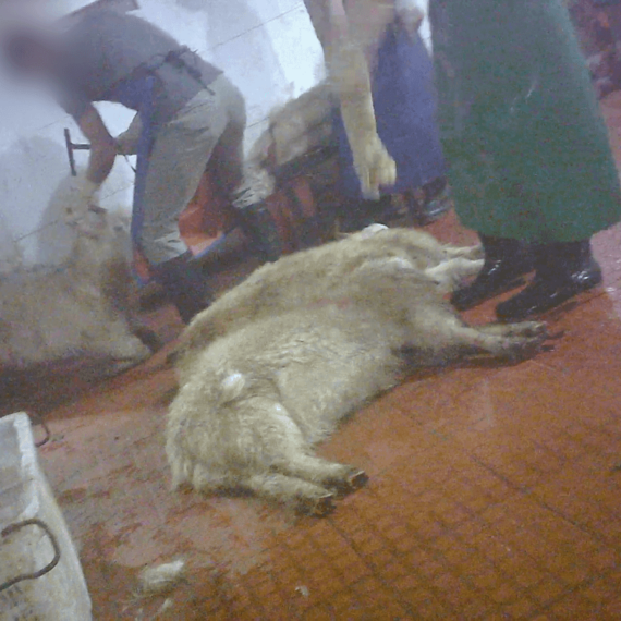Gentle Goats Cut Up for Mohair and Cashmere – Tell H&M to Stop Supporting This Abuse
