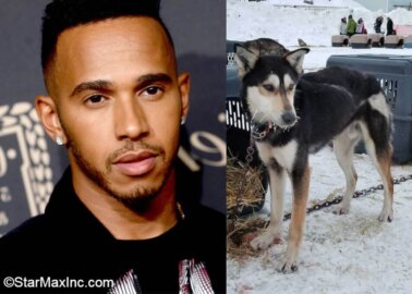 Will Lewis Hamilton Help End Formula 1 Owner’s Iditarod Sponsorship?