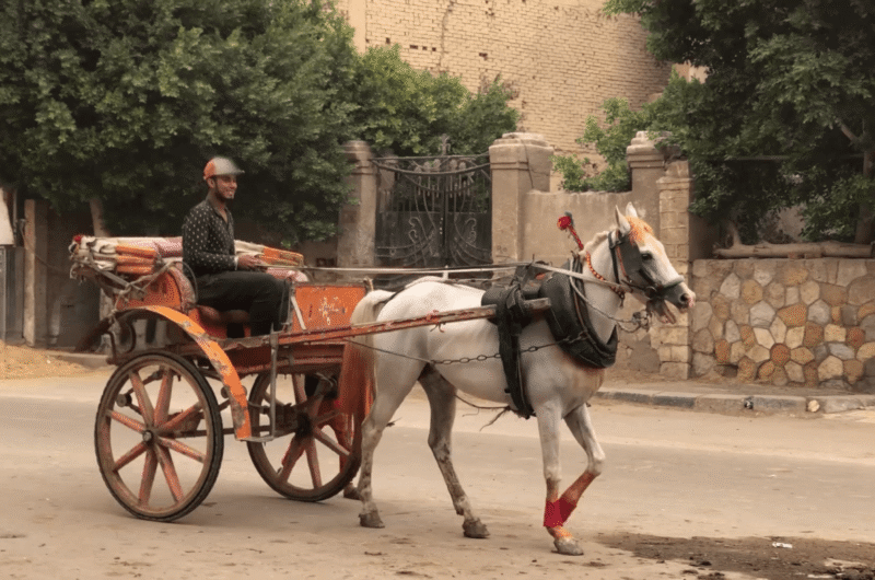 Horses pulling a carriage