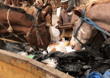 Wounded, Exhausted Horses Eat Rubbish to Survive in Egypt