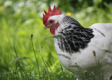 Great News: Intensive Nottinghamshire Chicken Farms Plans Rejected!