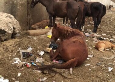 Tourists, Beware: Horses and Camels Abused in Egypt While Officials Do Nothing