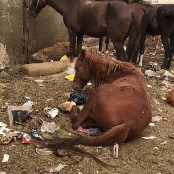 Tourists, Beware: Horses and Camels Abused in Egypt While Officials Do Nothing