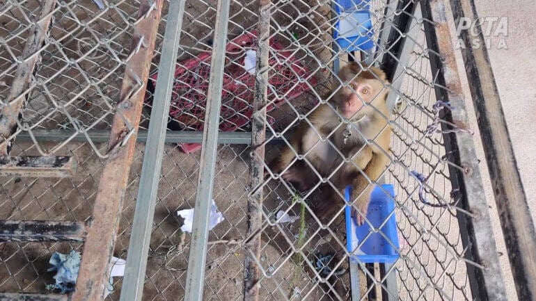 Monkey in cage 1 Thai coconut investigation 2022