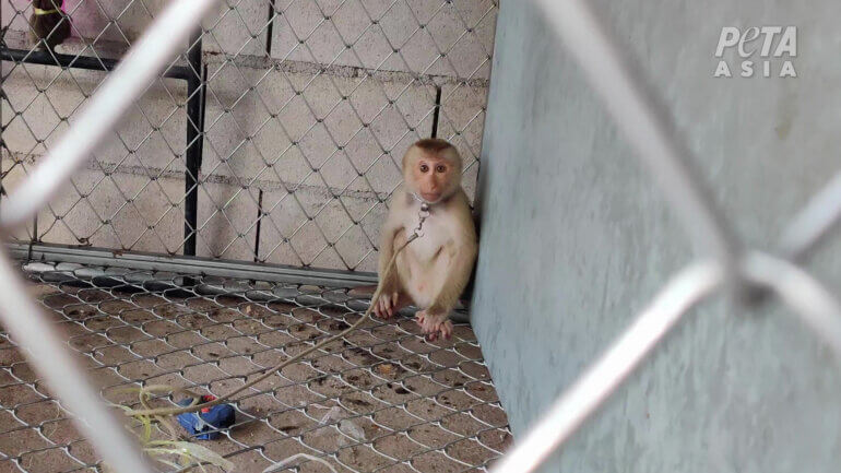 Monkey in cage 3 Thai coconut investigation 2022