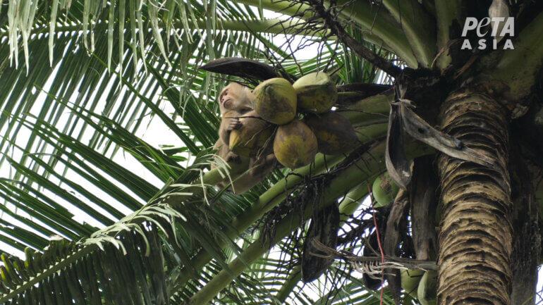 Monkey picking coconuts 1 Thai coconut investigation 2022