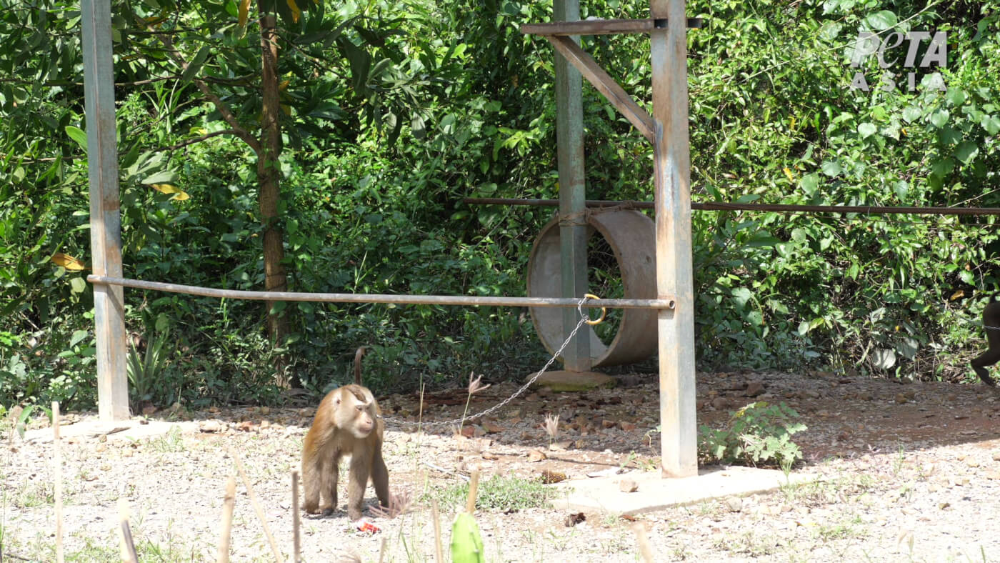 Monkeys chained 4 Thai coconut investigation 2022