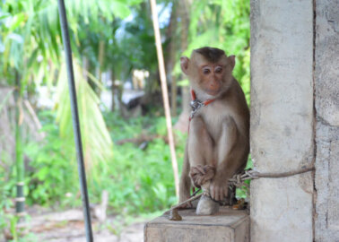 Baby Monkeys Kidnapped, Chained, and Abused for Coconut Milk