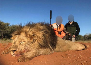 Urge Your MP to Support a Trophy Hunting Imports Ban
