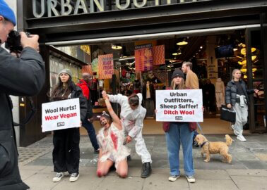 Why PETA ‘Sheep’ Was ‘Sheared’ Near Urban Outfitters Store