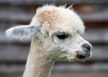 Big Win for Alpacas: Derbyshire Farm Proposal Rejected After PETA Petition