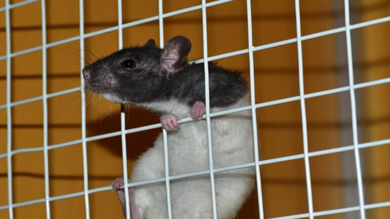 cage rat Generic pixabay