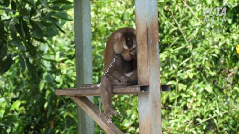 monkeys chained coconuts thailand peta asia 2