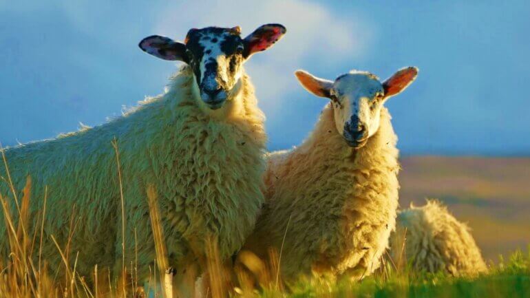 sheep blue sky wool challenge