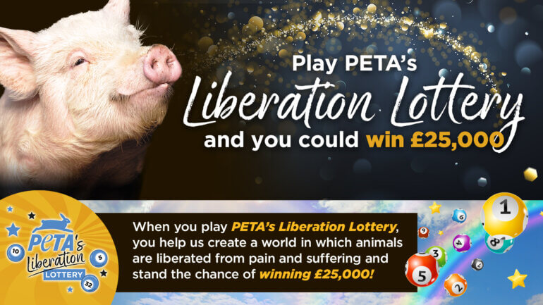 A3218 PETA UK Liberation Lottery Pig 1920 x 1080 16 9 v03