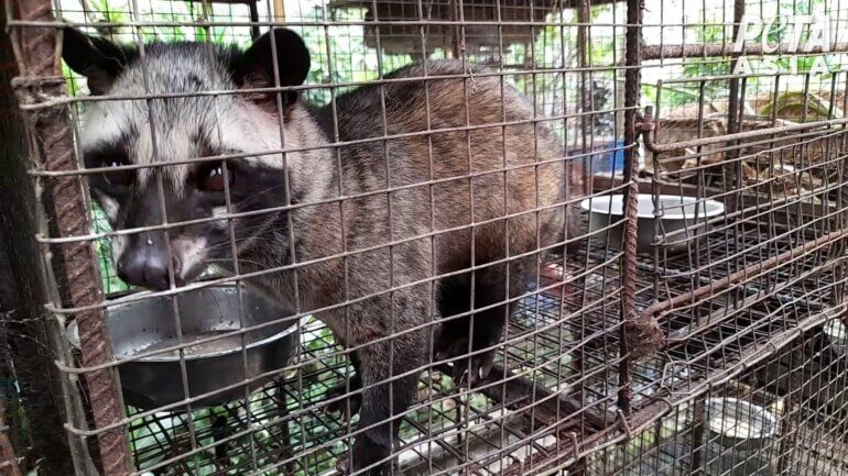 Civet in cage 03 kopi luwak investigation 3