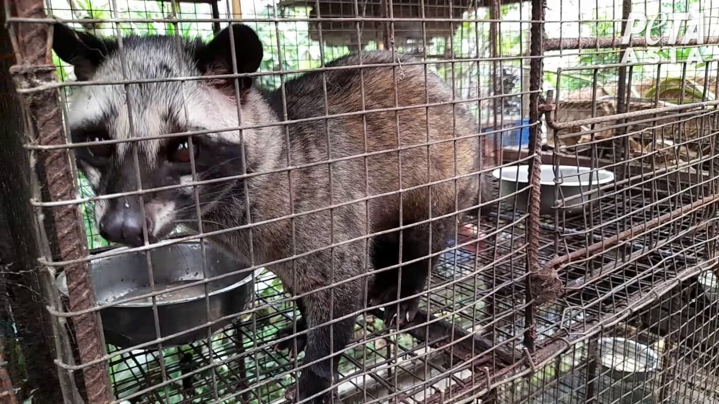 New Footage Shows Animals Driven Mad for 'Civet Cat Poop' Coffee