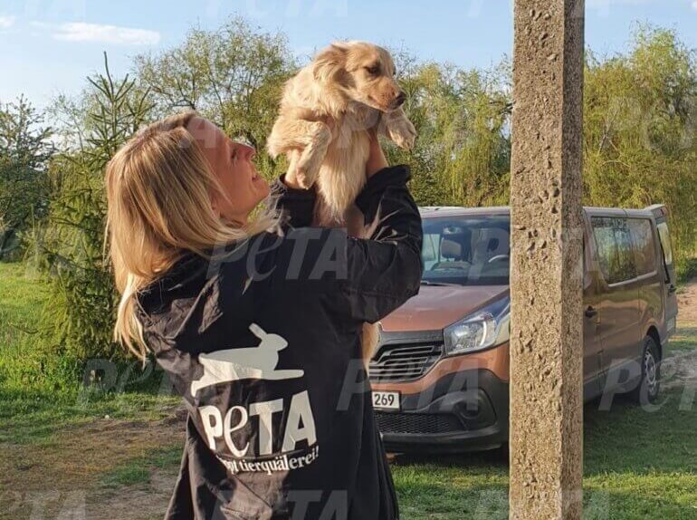 PETA Germany Dog Rescued Ukraine May 2022 5 pattern small