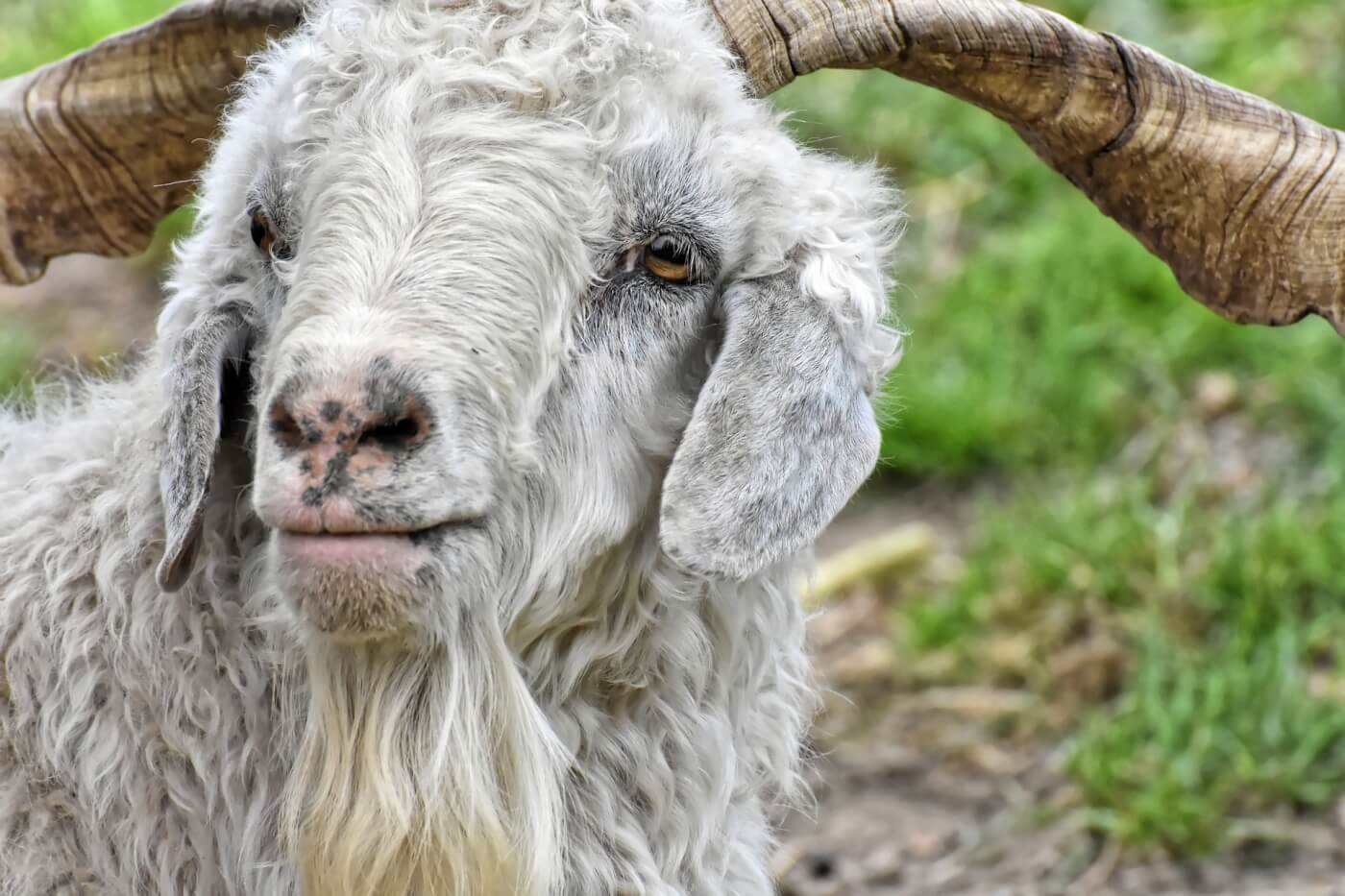 Prada, Gucci buy cashmere from farms that abuse goats: PETA