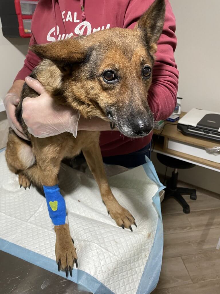 dog receiving care after rescue 768x1024 1