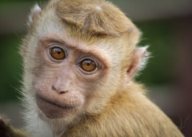 Malta-Based Airline Stops Flying Monkeys to Laboratories!