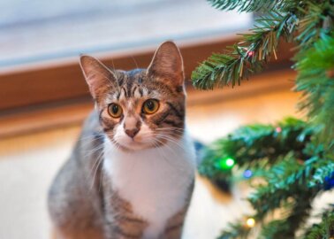 How to Cat-Proof Your Christmas Tree