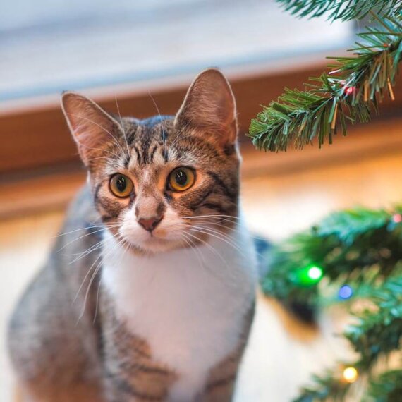 How to Cat-Proof Your Christmas Tree