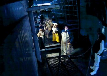 Down-Industry Horrors Exposed – Birds Electrocuted, Their Throats Slit