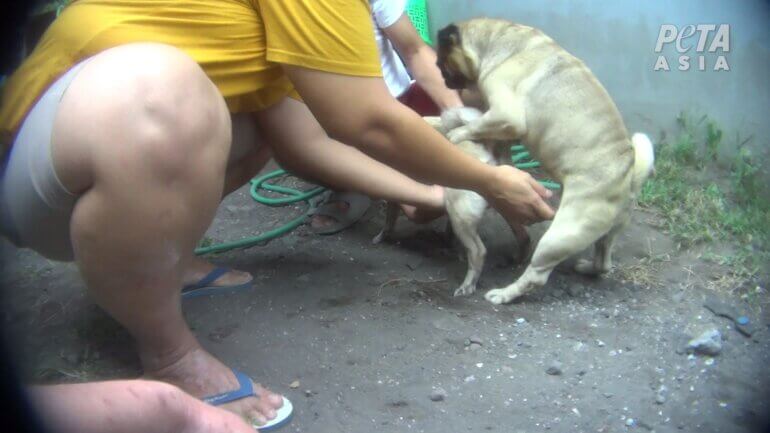 Dog breeding 1 Indonesian puppy mill