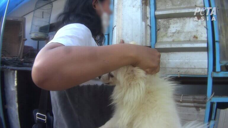 Dog handled roughly Indonesian puppy mill