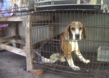 Disabled Dogs, Abuse Found at Indonesian Puppy-Breeding Facilities