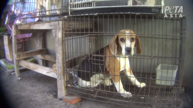 Dogs in cages 1 Indonesian puppy mill