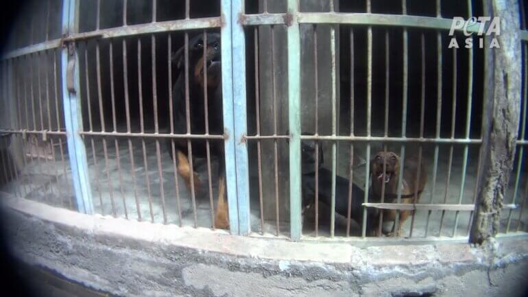 Dogs in cages 4 Indonesian puppy mill