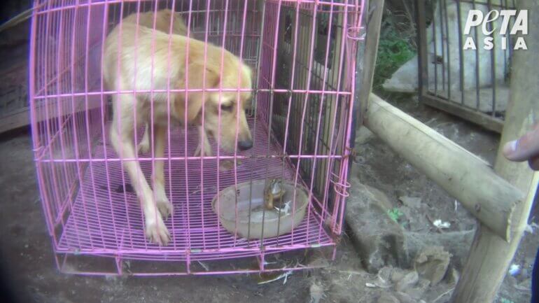 Feces in food or water bowl Indonesian puppy mill