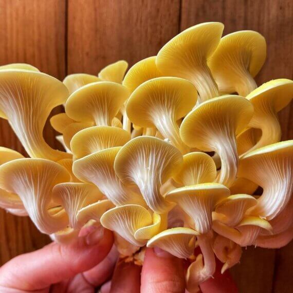 IC Mushrooms