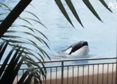 Inside Loro Parque, the Dolphin Prison