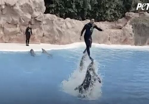 Inside Loro Parque, the Dolphin Prison - PETA UK