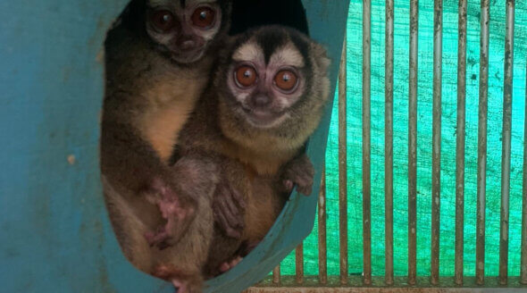 Primate Center Foundation PETA US Colombia Experiments 1