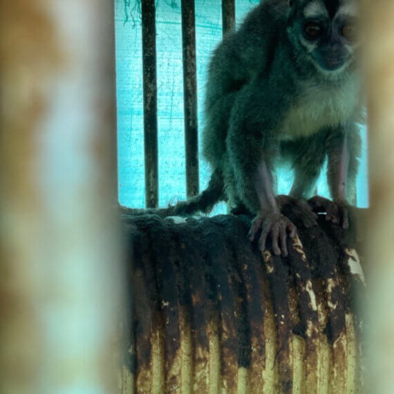 Primate Center PETA US Colombia Experiments 13