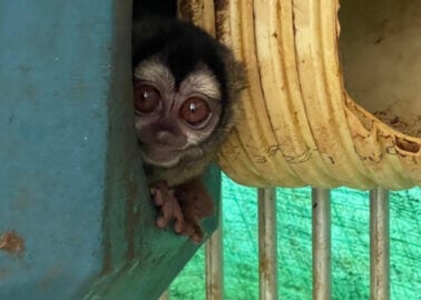 Inside a Colombian Hellhole for Monkeys: Animals Left to Die of Wounds, Cages Full of Faeces