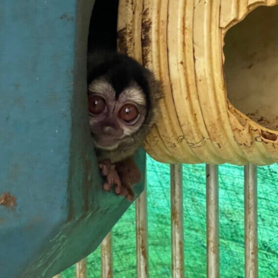 Primate Center PETA US Colombia Experiments 15