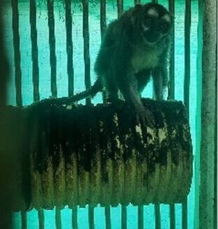 Primate Center PETA US Colombia Experiments 34