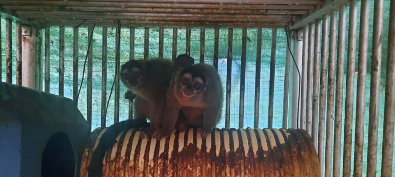 Primate Center PETA US Colombia Experiments 35