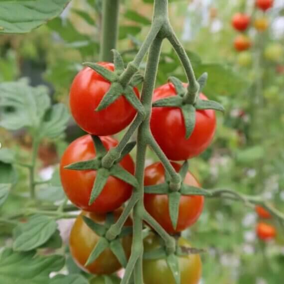 Scilly Organics