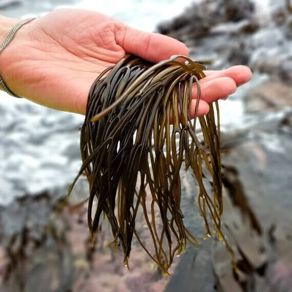 Shore seaweed