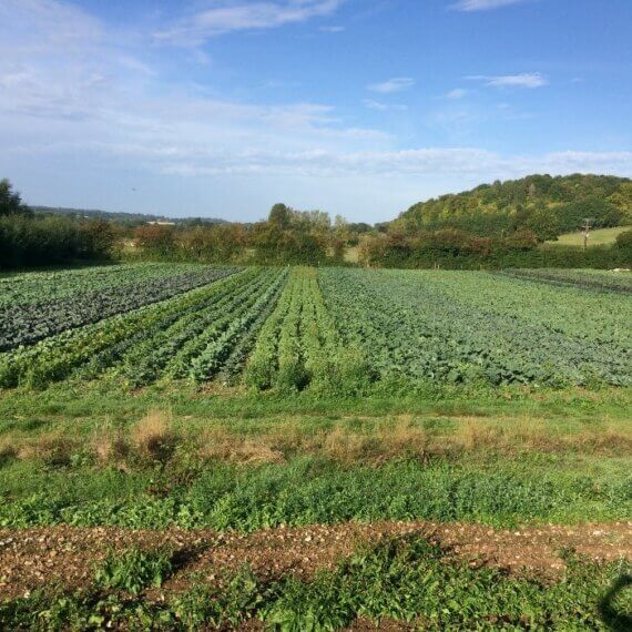 Tolhurst Organic