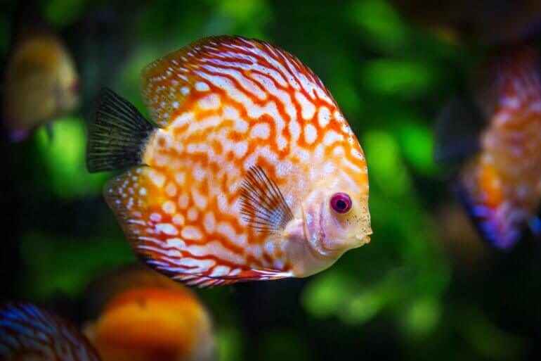 discus fish 1943755 1920